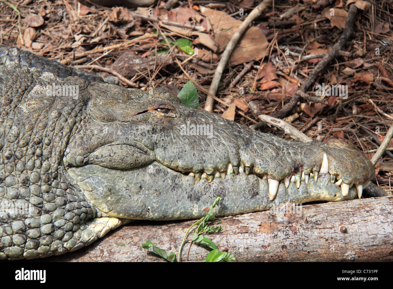 American crocodile (Crocodylus acutus), wild reptile, Belize Zoo, Mile 29, Western Highway, Belize City, Belize, Central America Stock Photo