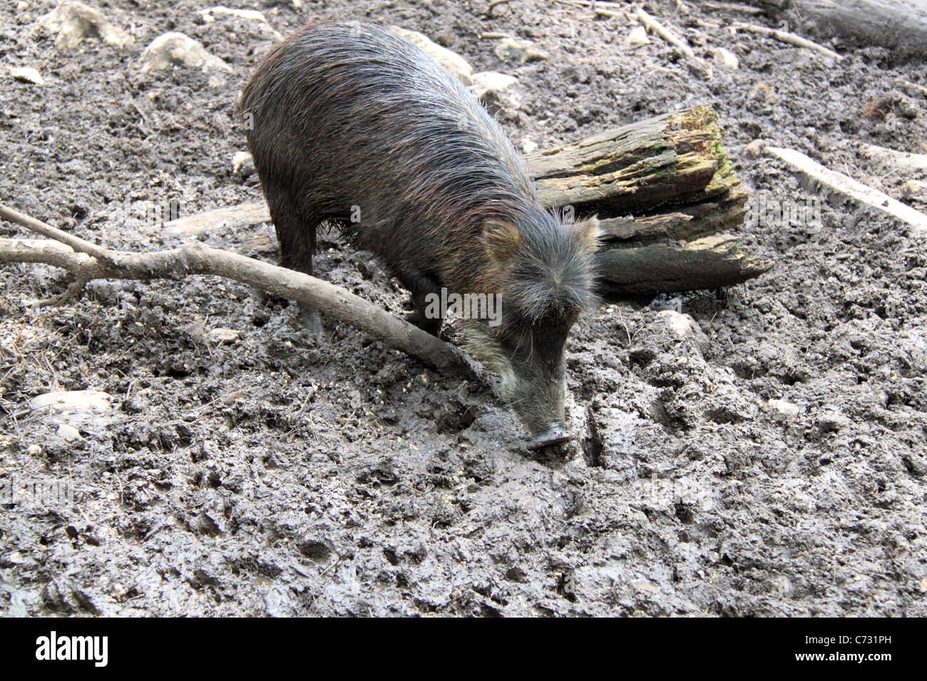 White-lipped Peccary (Tayassu pecari), wild mammal, Belize Zoo, Mile 29, Western Highway, Belize City, Belize, Central America Stock Photo