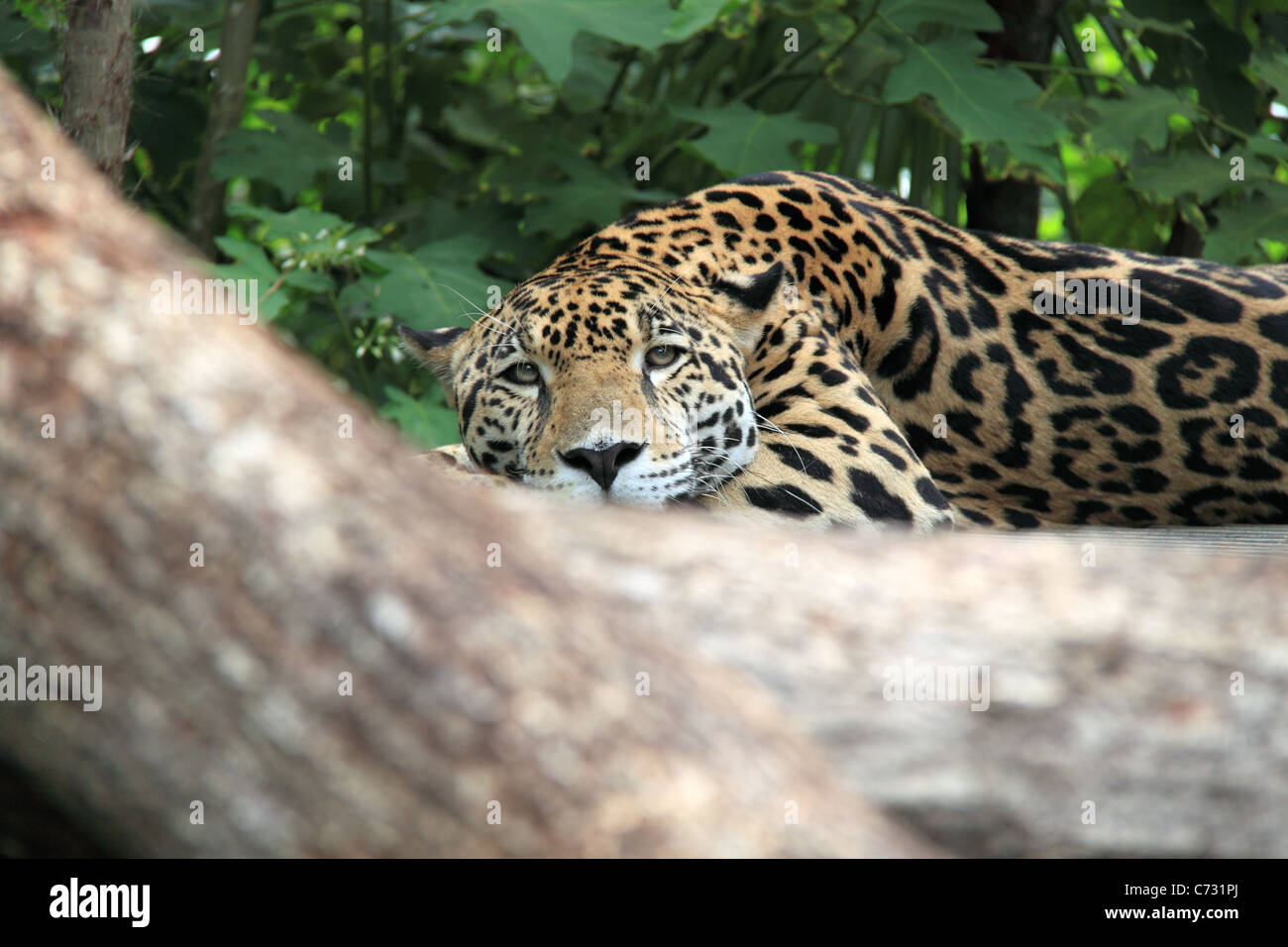 Jaguar (Panthera onca), wild big cat, Belize Zoo, Mile 29, Western Highway, Belize City, Belize, Central America Stock Photo