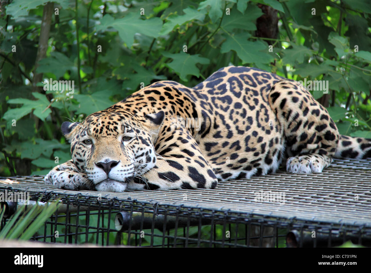 Jaguar (Panthera onca), wild big cat, Belize Zoo, Mile 29, Western Highway, Belize City, Belize, Central America Stock Photo