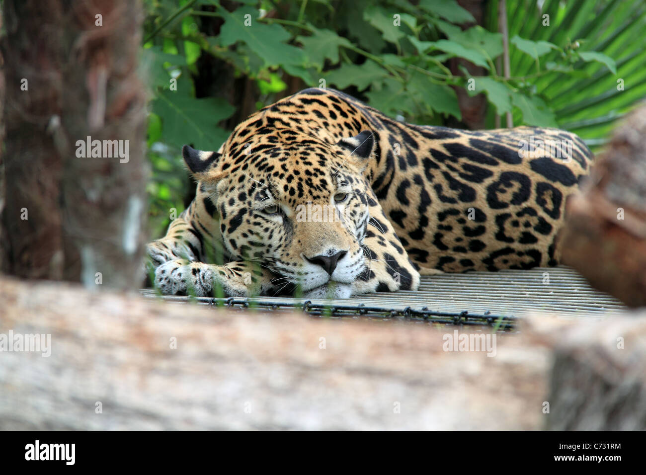 Jaguar (Panthera onca), wild big cat, Belize Zoo, Mile 29, Western Highway, Belize City, Belize, Central America Stock Photo