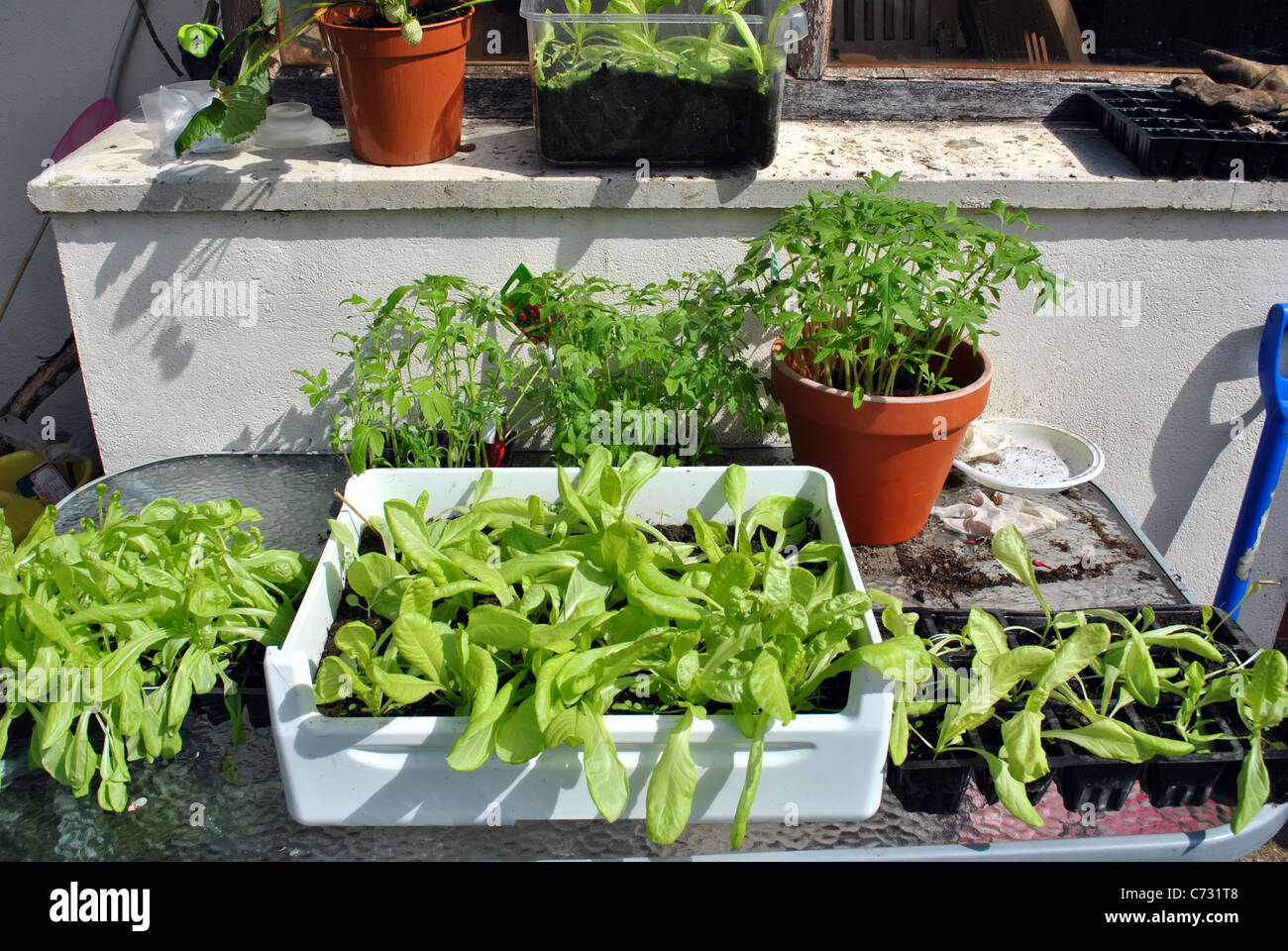 vegetable gardeners work station Stock Photo