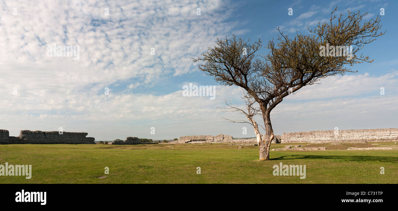 A panoramic view of a solitary tree growing in the interior of Richborough Roman Fort in Kent Stock Photo