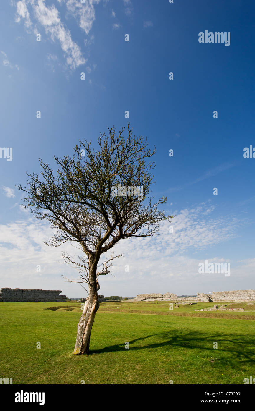 A lone tree growing in the ruins of Richborough Roman Fort in Kent Stock Photo