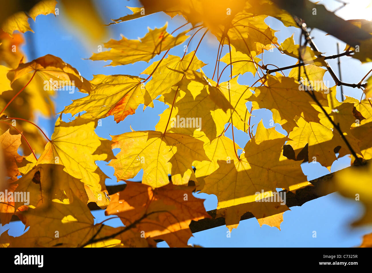 Maple leaves of autumn colors over blue sky Stock Photo - Alamy