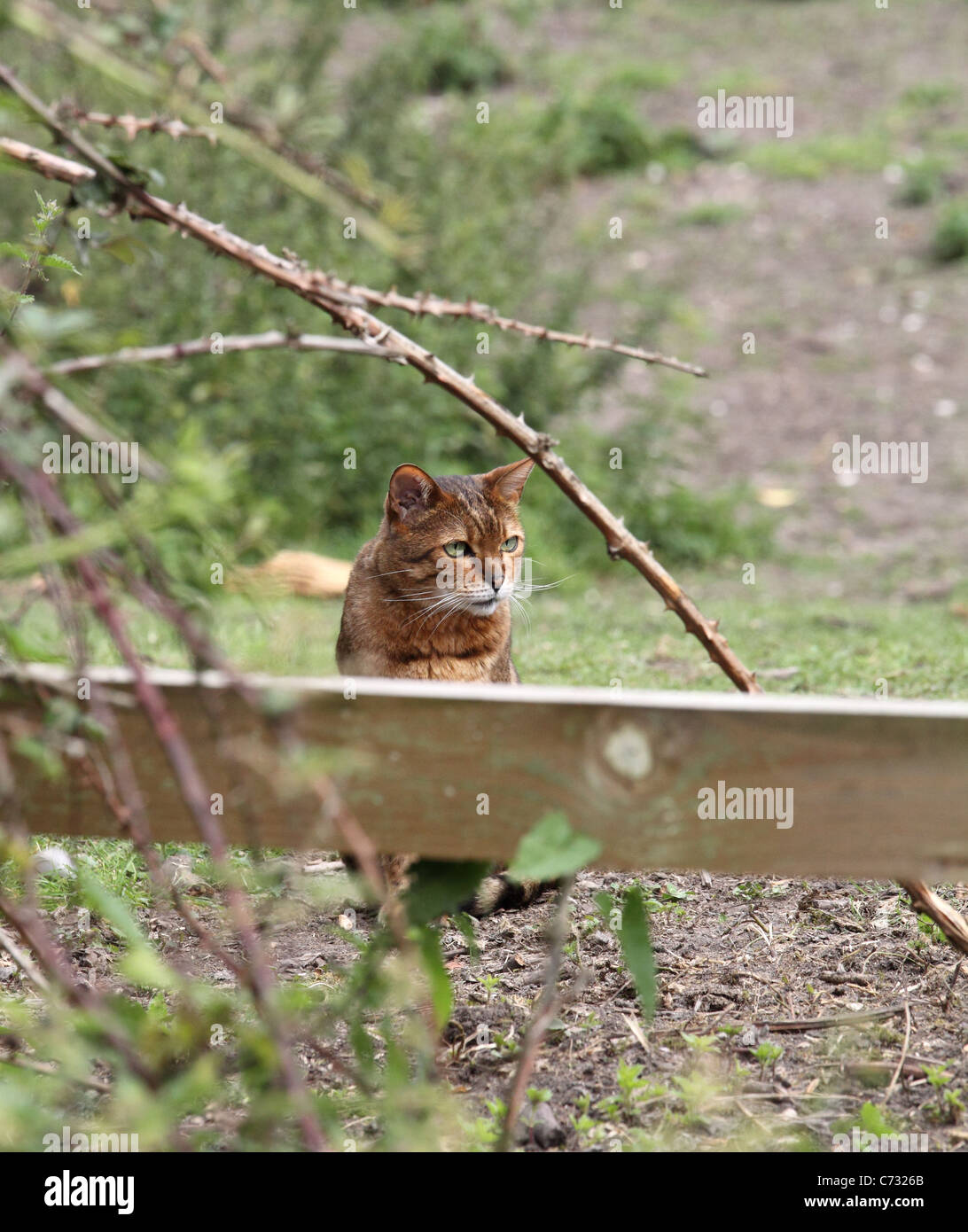 Noises off hi-res stock photography and images - Alamy