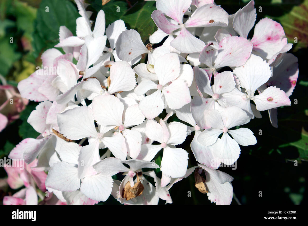 HYDRANGEA HORTENSIA, MOP HEAD, POMPOM Stock Photo Alamy