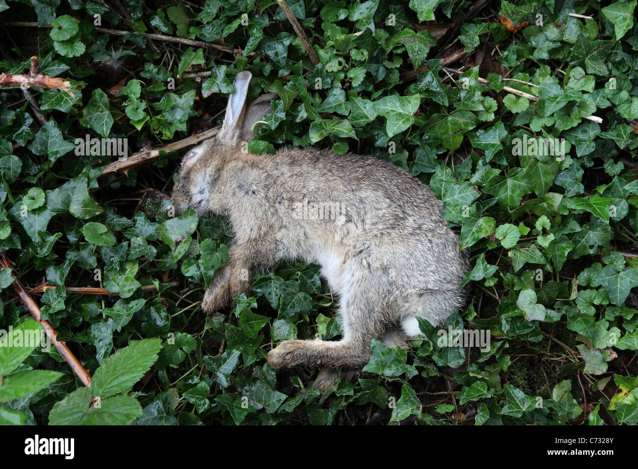 Dead wild rabbit Stock Photo