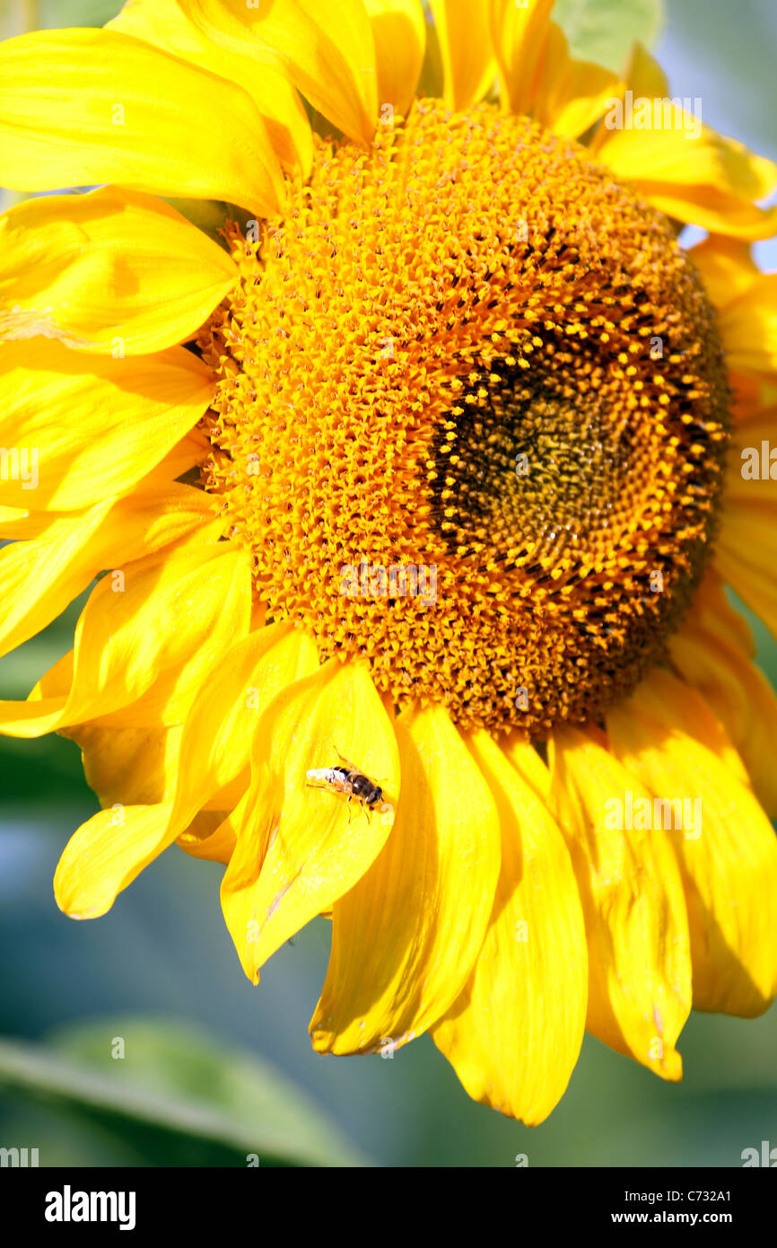 Sunflower, macro shot Stock Photo
