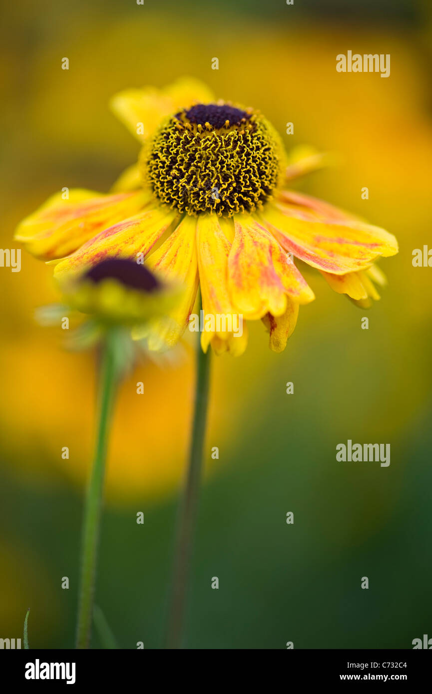 Close-up image of the autumn flowering, yellow Helenium flowers also ...