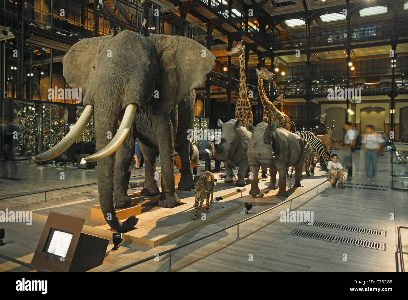 Elephants and wild animals in the Galerie de l'Evolution Natural ...