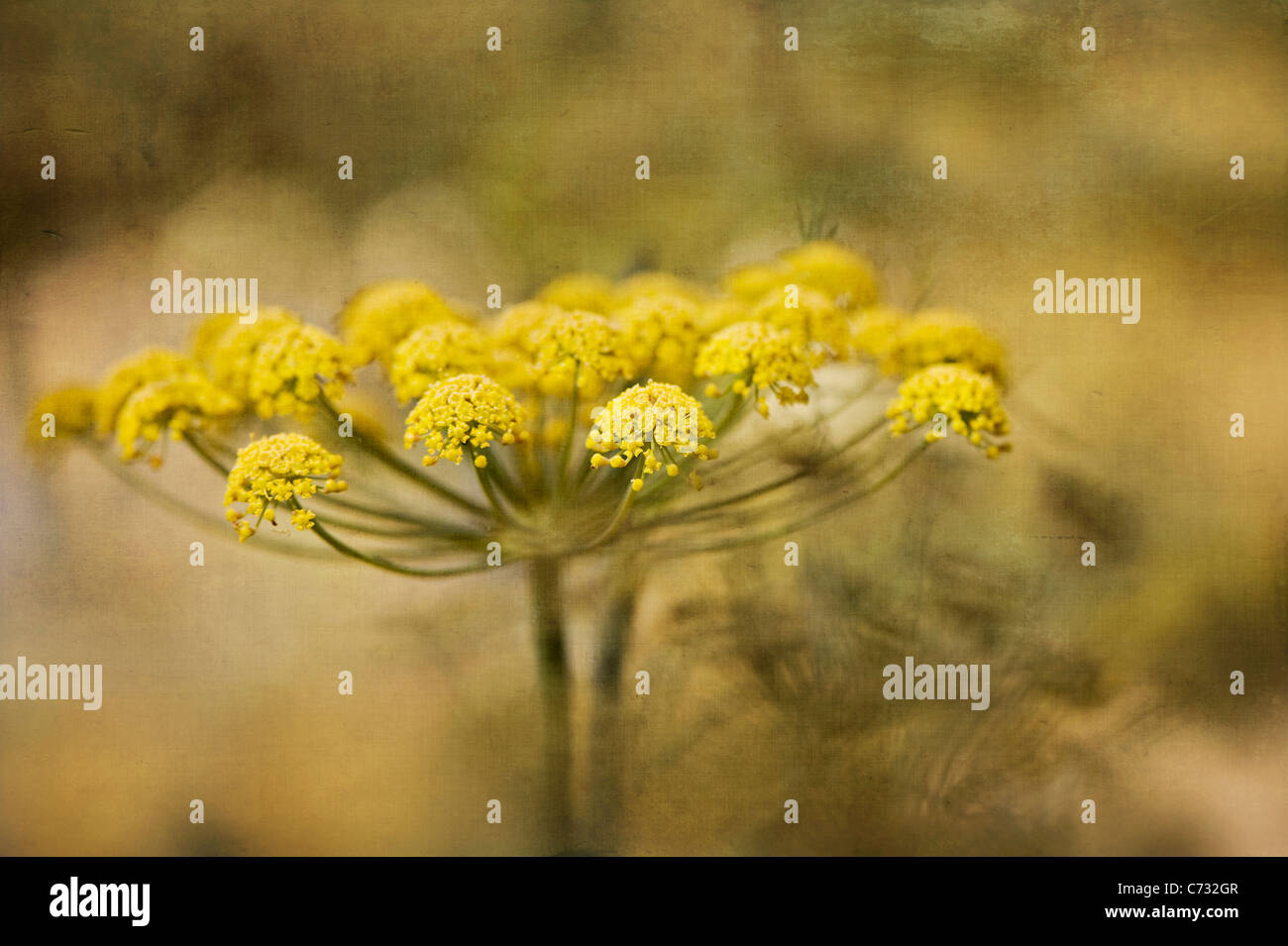 Close-up image of the summer flowering, yellow Foeniculum vulgare flowers also known as Common Fennel, image taken against a soft background. Stock Photo