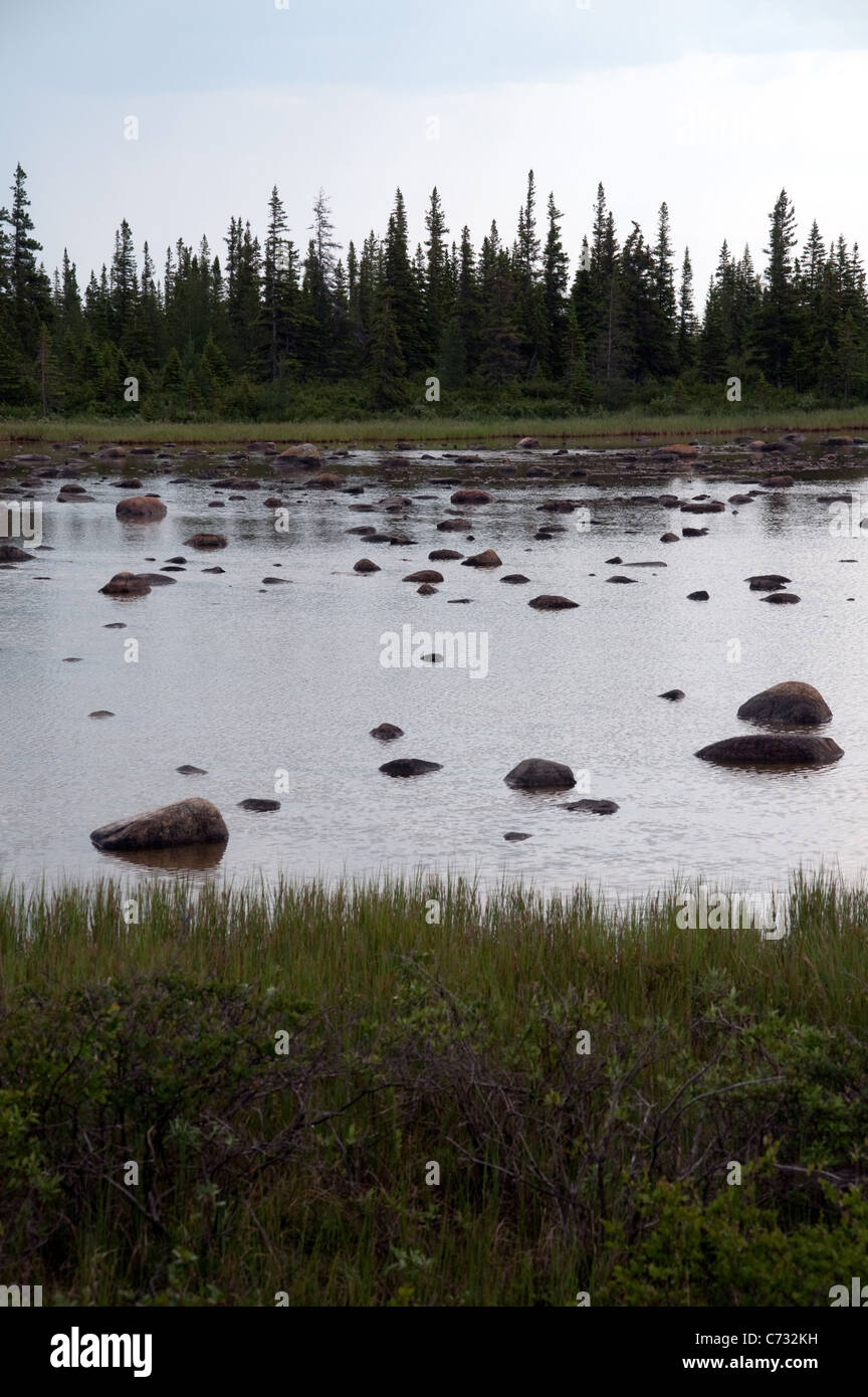 A melted pond or bog on the edge of the tundra and boreal forest near the town of Churchill, in northern Manitoba Stock Photo