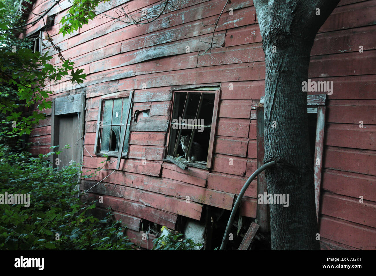 A feral cat sitting in the window of an abandoned building. Stock Photo
