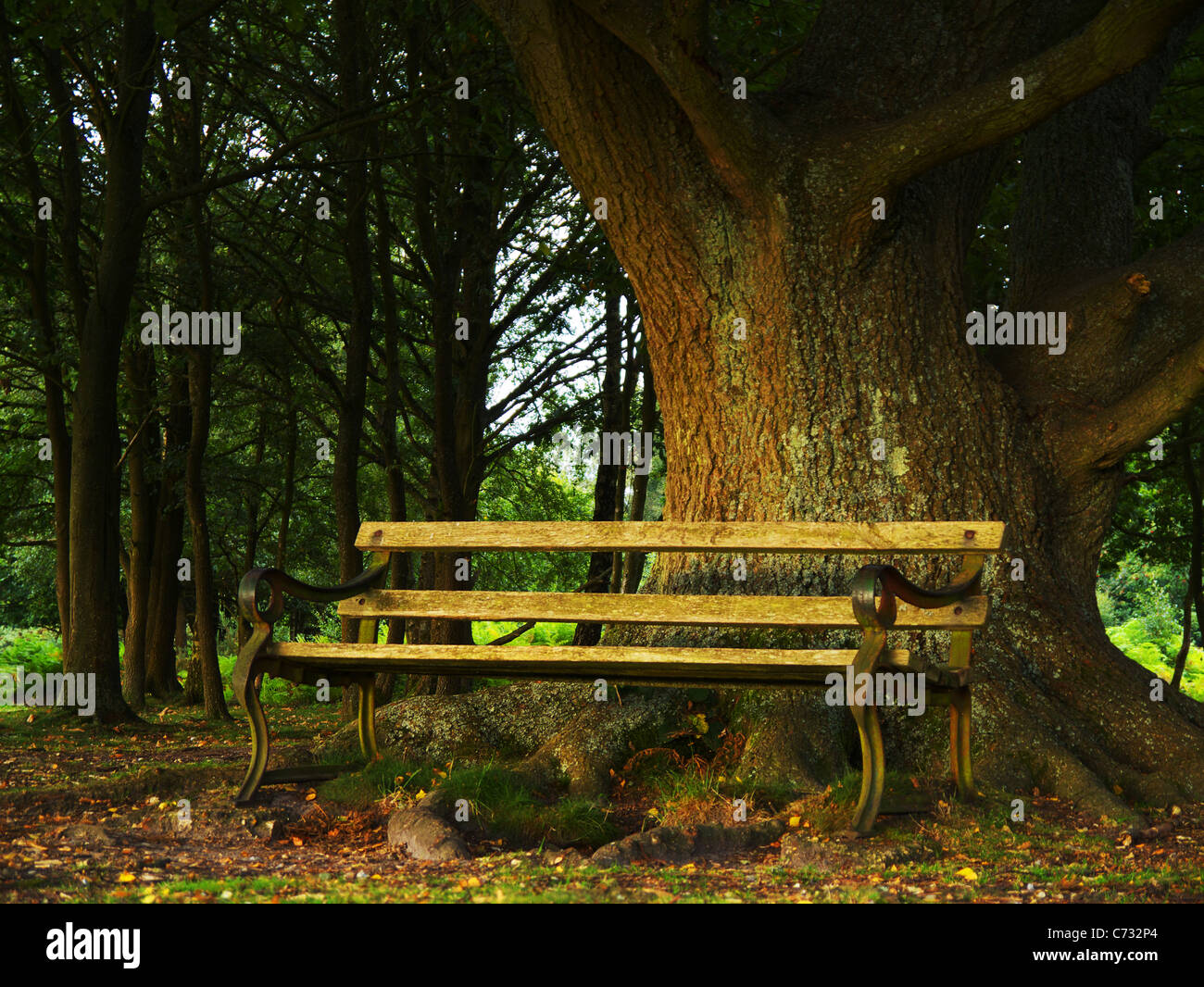 Wooden bench under oak tree hires stock photography and images Alamy