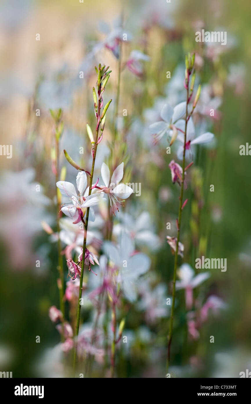 Close-up image of Gaura lindheimeri 'Whirling Butterflies' gaura pink and white flowers taken against a soft background Stock Photo
