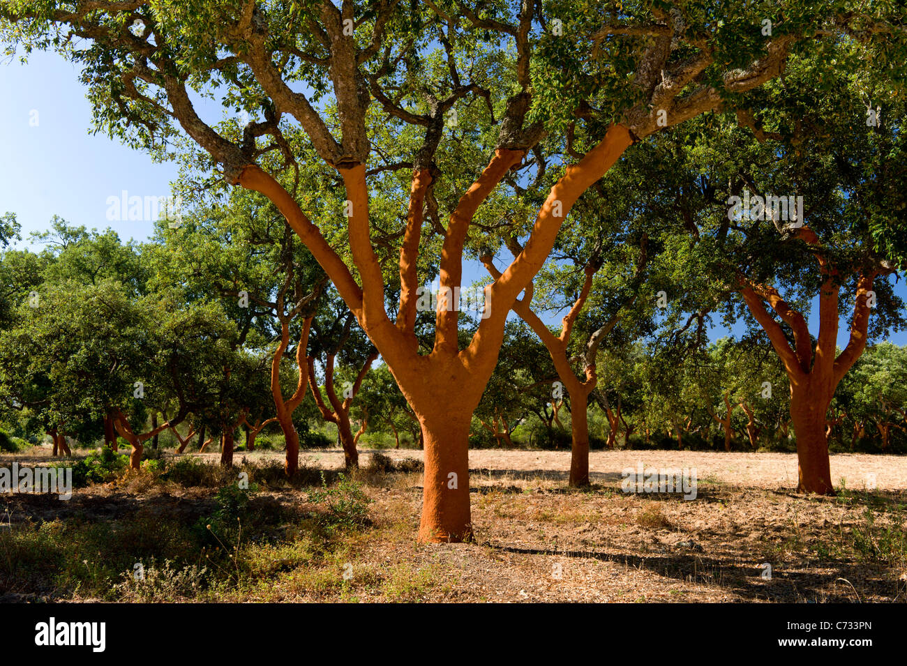 recently stripped cork trees in Portugal, the Alentejo Stock Photo Alamy