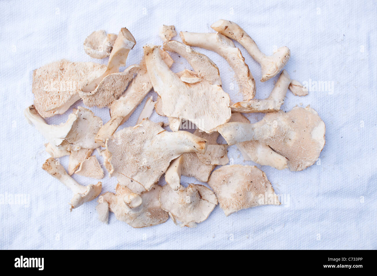 An arrangement of Hedgehog Mushrooms [Hydnum Repandum] on a white tea towel, gathered from a foraging walk in Northumberland, UK Stock Photo