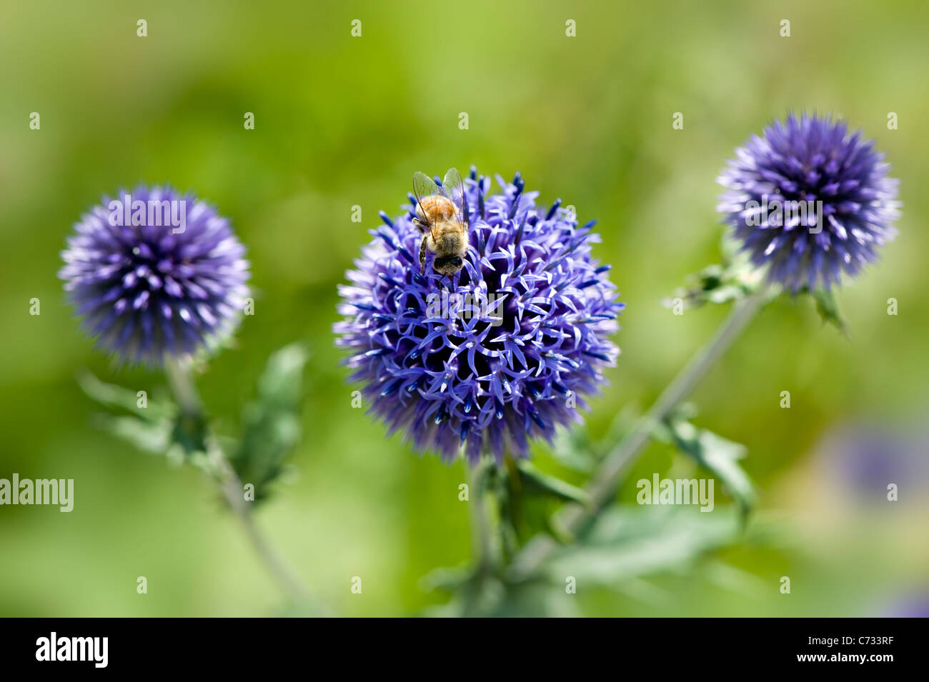 Echinops Ritro Veitch's Blue - small globe thistle flower head with a small honey bee collecting pollen. Stock Photo