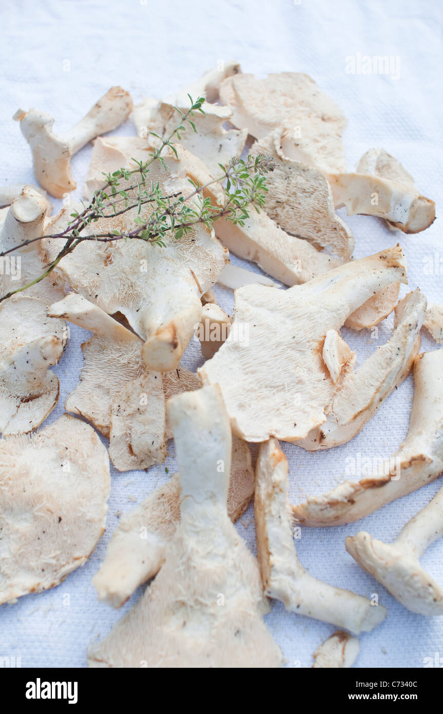 Hedgehog Mushrooms [Hydnum Repandum] with thyme on a white tea towel, gathered from a foraging walk in Northumberland, England Stock Photo