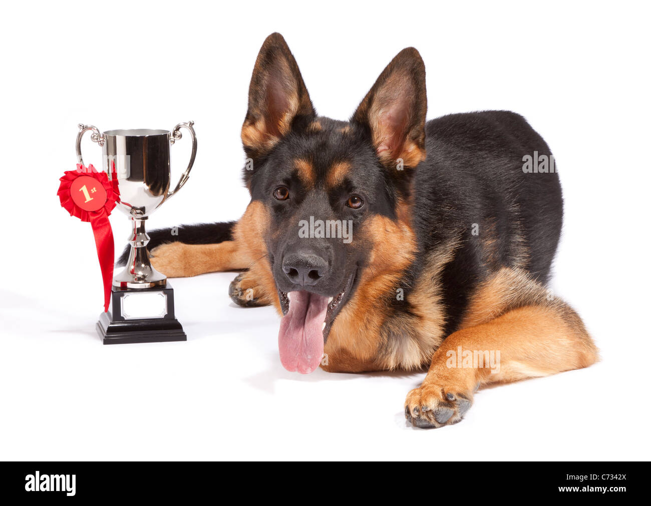 german shepherd 10 months