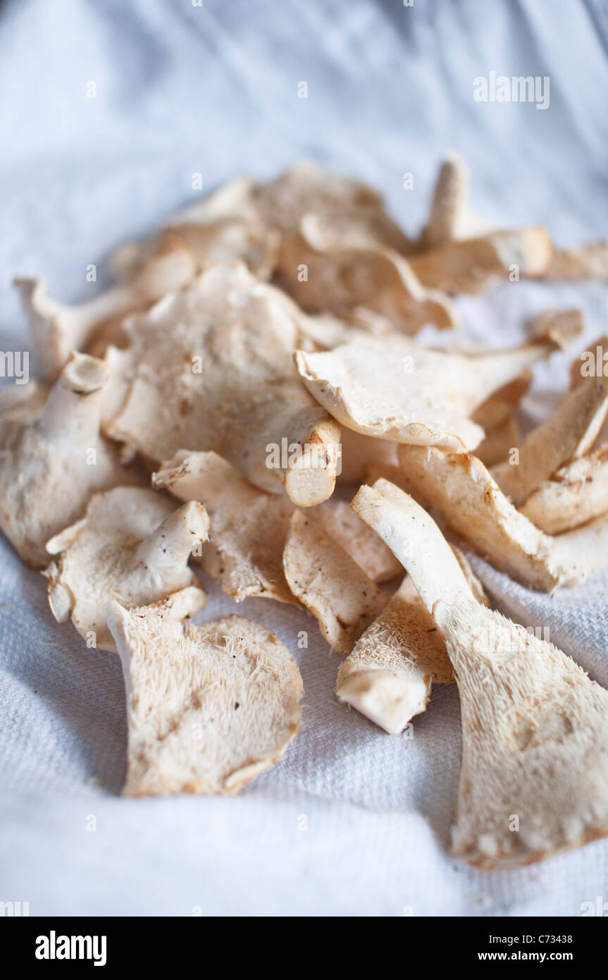 Hedgehog Mushrooms [Hydnum Repandum] on a white tea towel, gathered from a foraging walk in Northumberland, England, UK Stock Photo