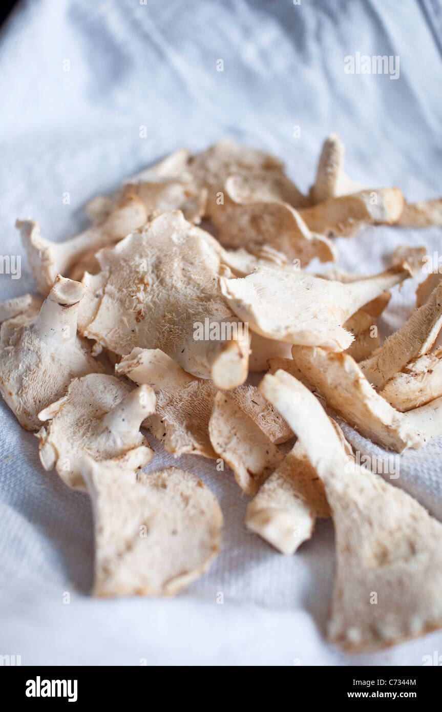 Hedgehog Mushrooms [Hydnum Repandum] on a white tea towel, gathered from a foraging walk in Northumberland, England, UK Stock Photo
