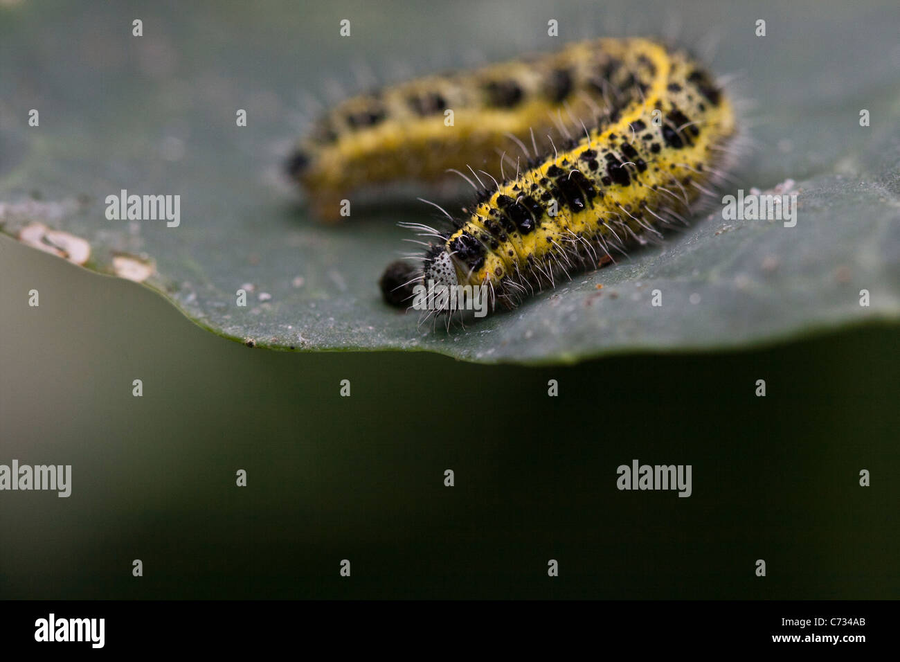 Black And Yellow Caterpillar Stock Photos Black And Yellow