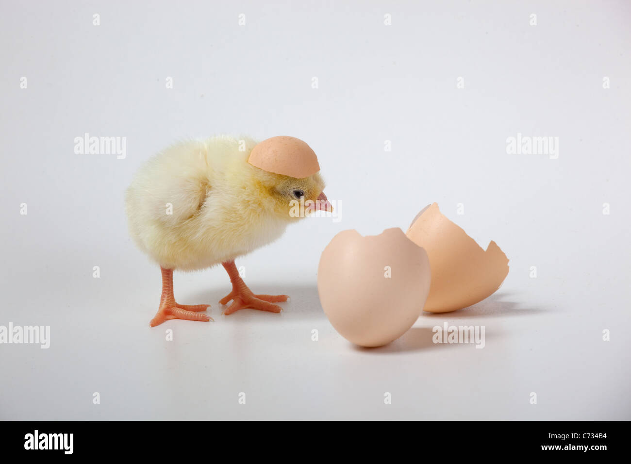 newly hatched Dayold Chick and eggshells Stock Photo