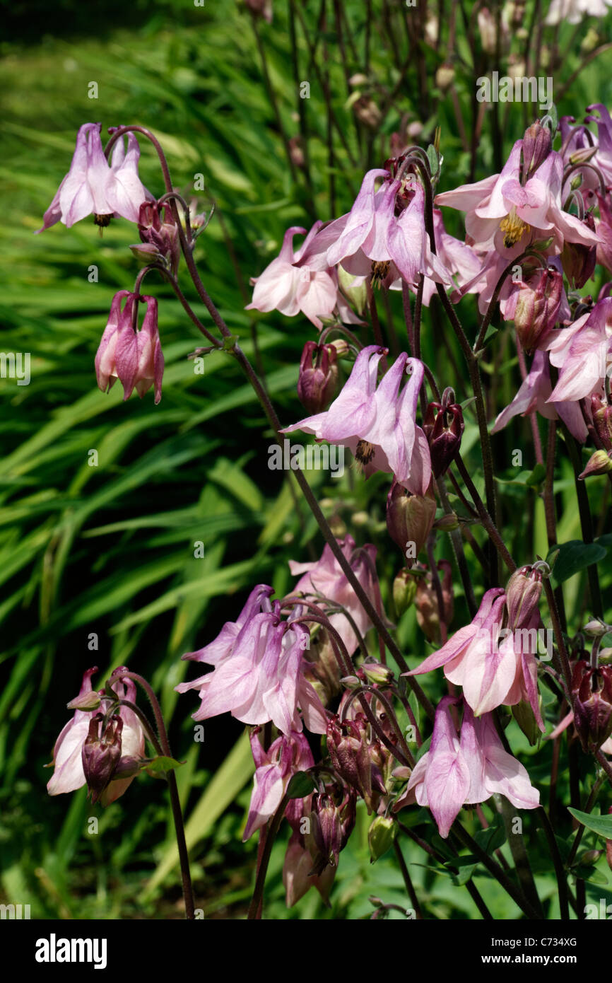 Common columbine (Aquilegia vulgaris), in bloom, in may, in a garden Stock Photo