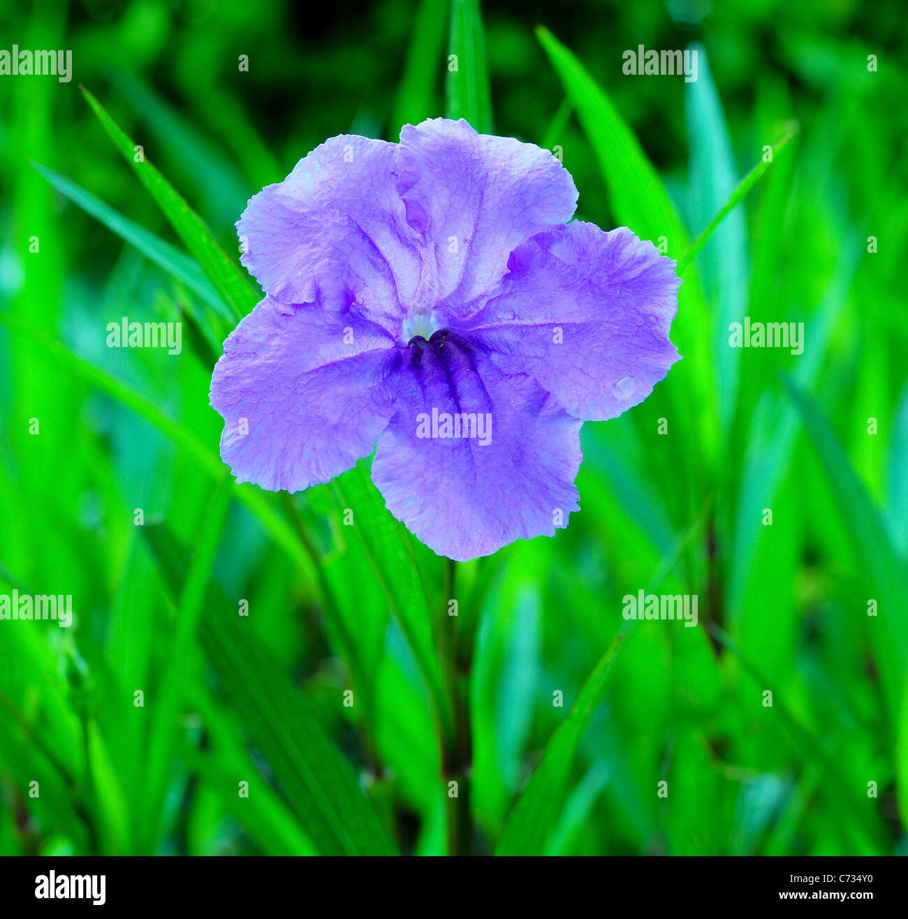 Blue ruellia flower Stock Photo