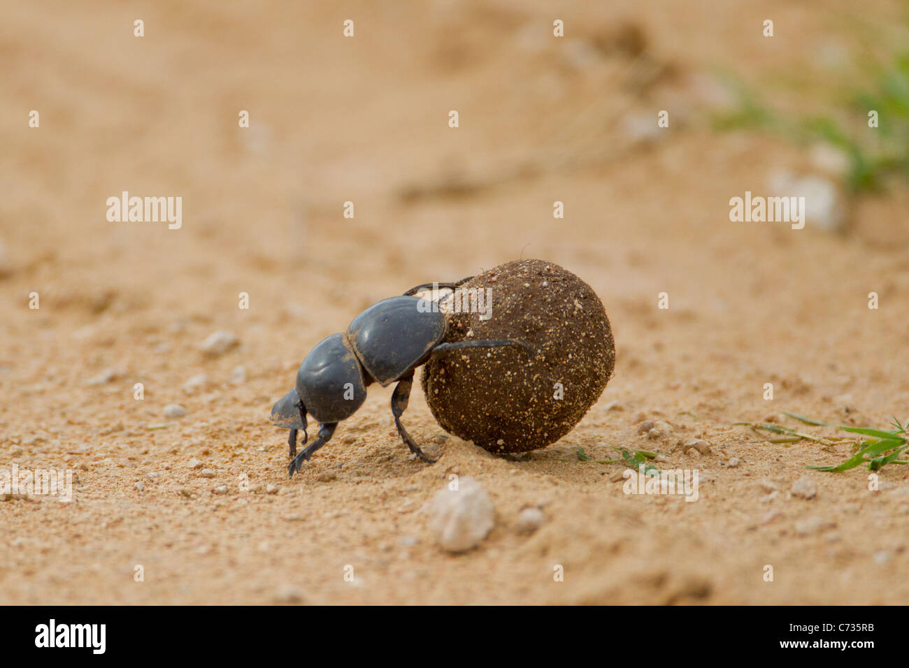 Dung beetle (scarabaeidae) at Addo Elephant Park in South Africa. Stock Photo