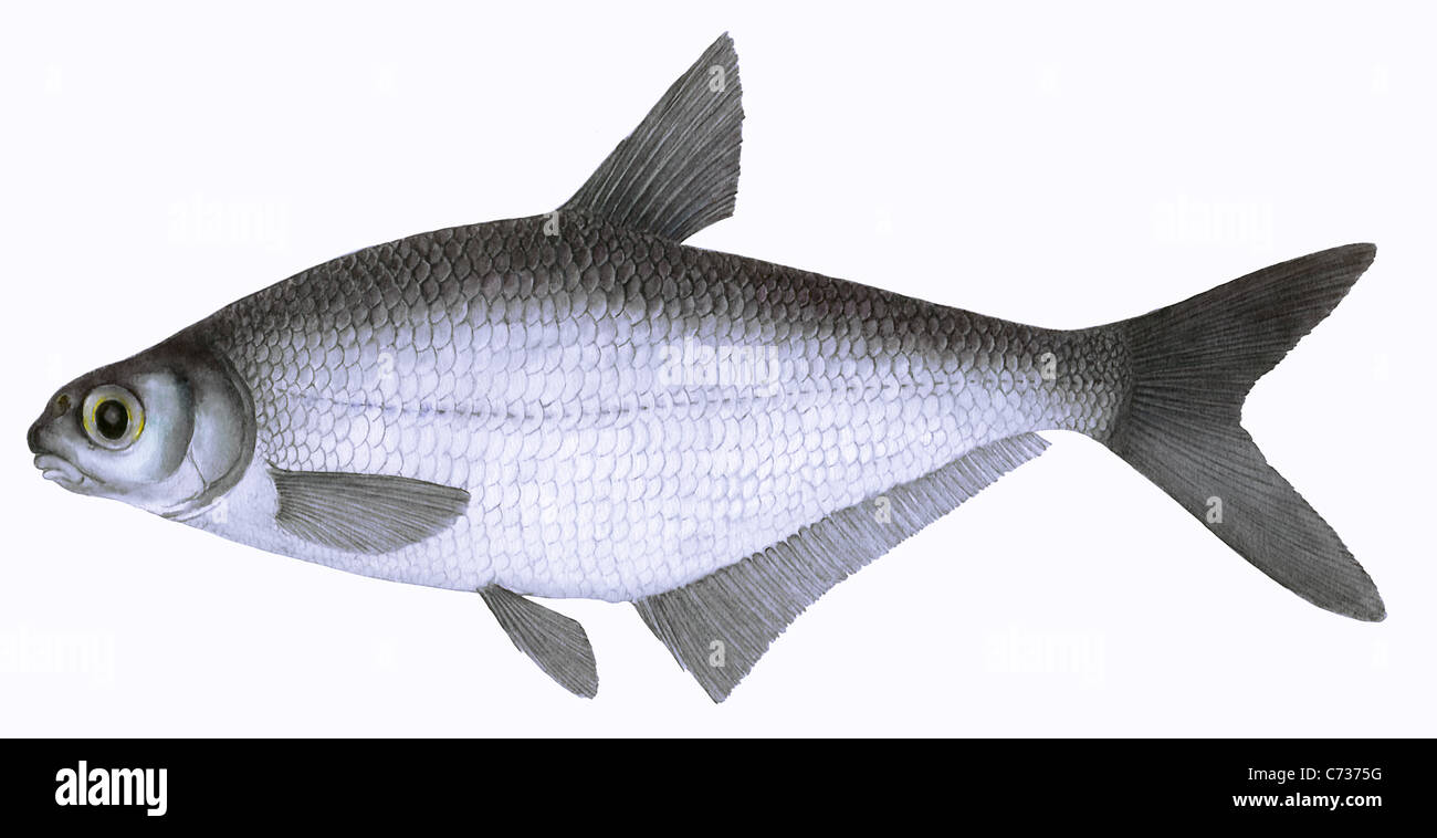 Danubian Bream, Danubian Blue Bream (Abramis sapa), drawing. Stock Photo