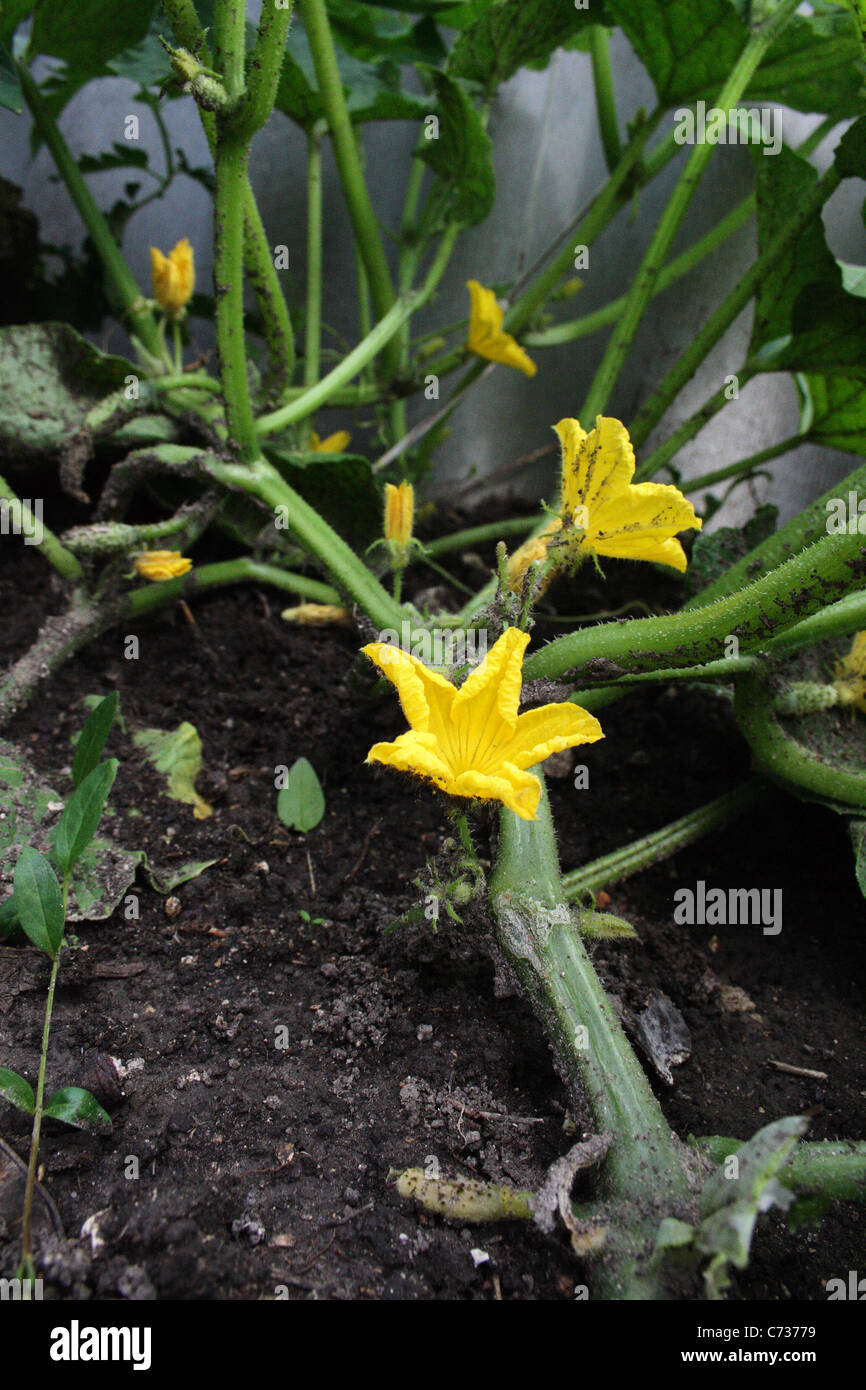 flowering cucumber plant Stock Photo Alamy