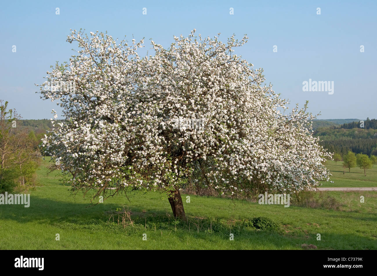 Domestic Apple (Malus domestica). Flowering tree in spring. Stock Photo