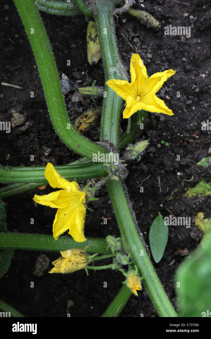 flowering cucumber plant Stock Photo Alamy