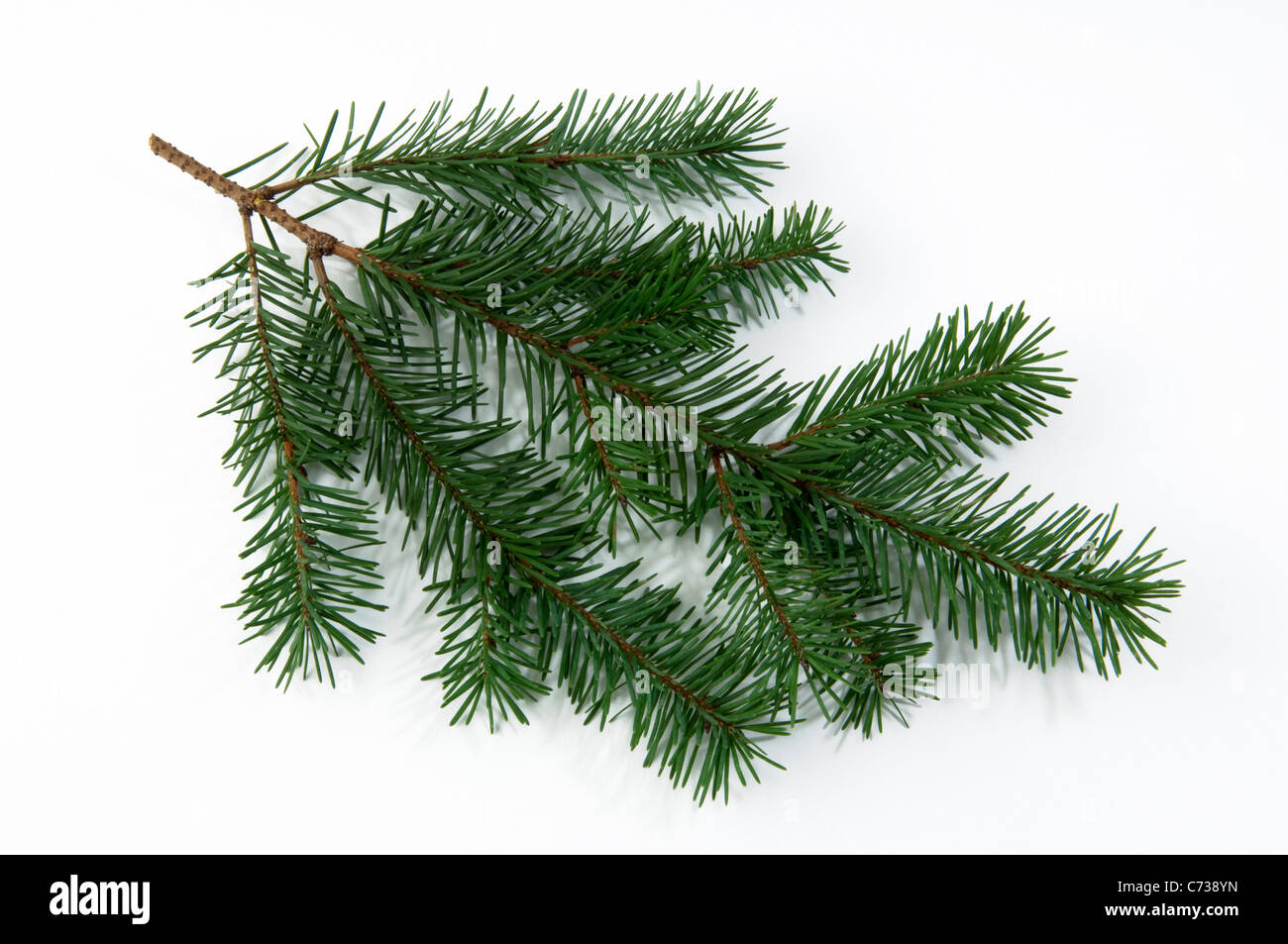 Douglas Fir (Pseudotsuga menziesii, Pseudotsuga douglasii), twig ...
