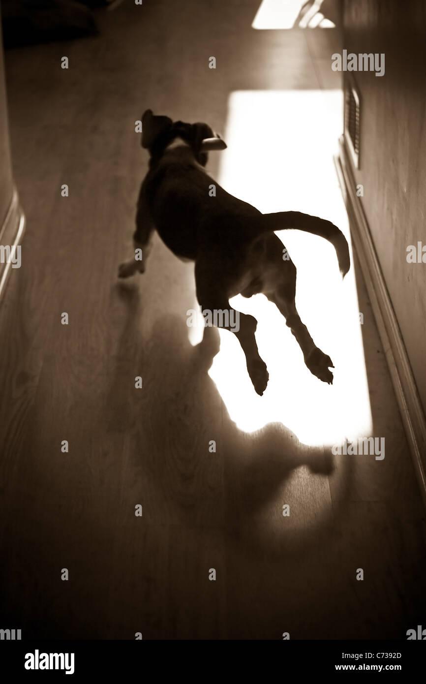 A silhouette of a young beagle pup running through the house. Stock Photo