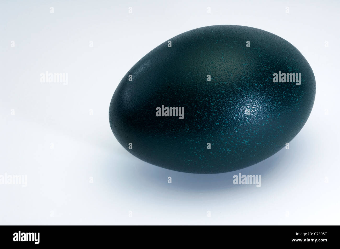 Emu (Dromaius novaehollandiae), egg. Studio shot against a white background. Stock Photo