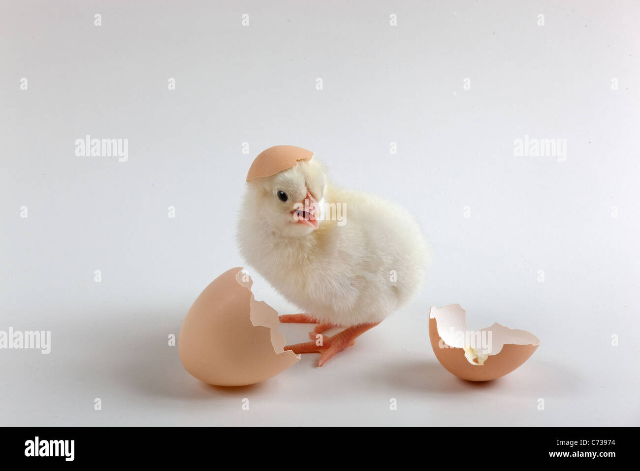 newly hatched Dayold Chick and eggshells Stock Photo