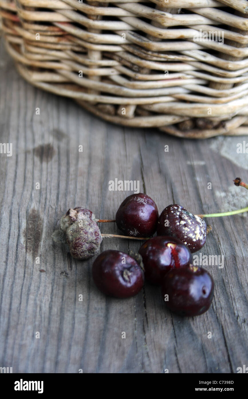 cherry, affected fungal disease Stock Photo