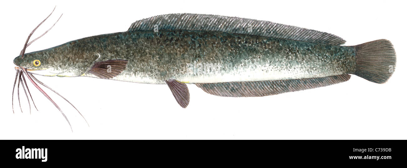 African Sharptooth Catfish (Clarias gariepinus), drawing. Stock Photo