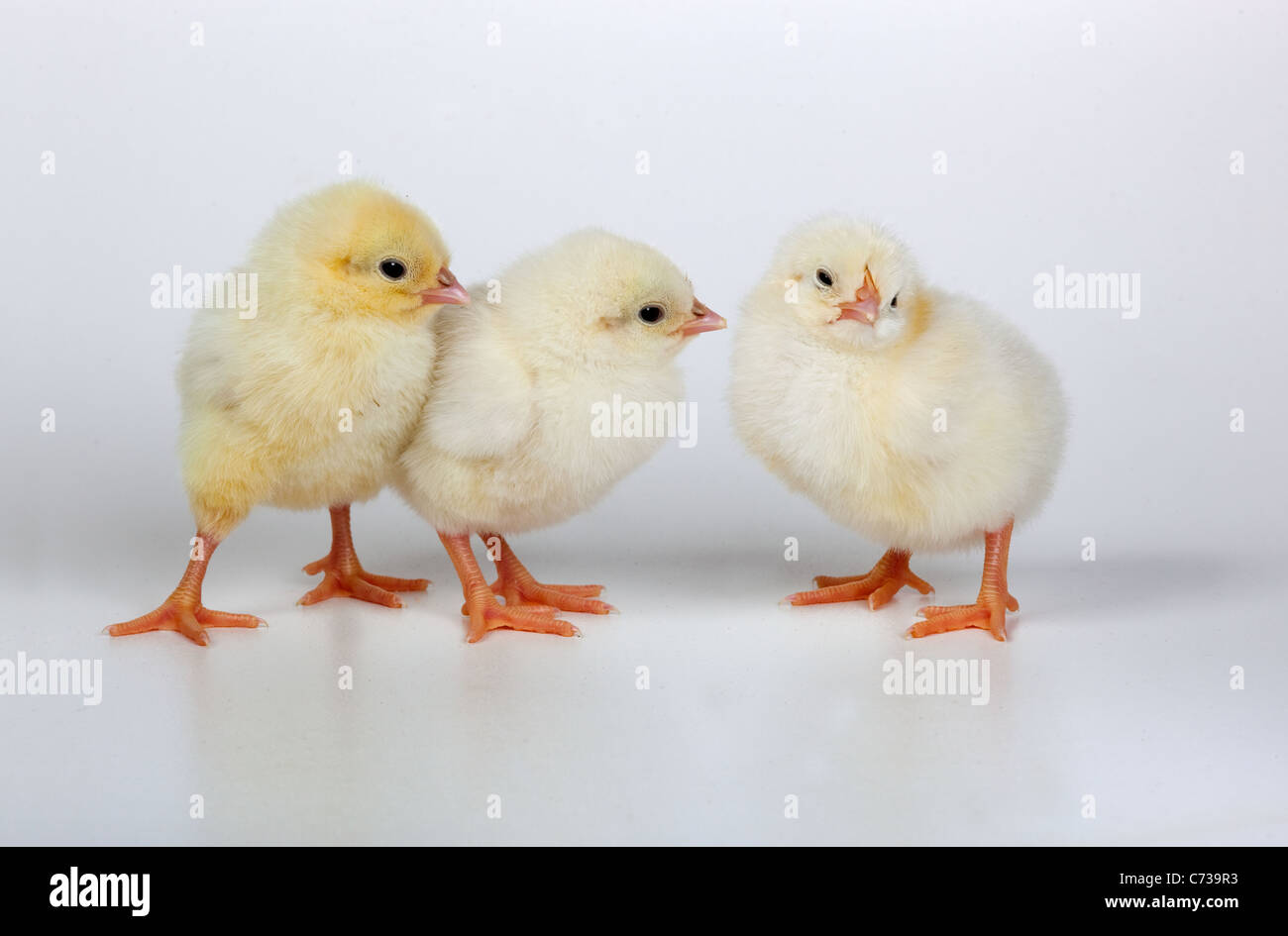 White downy chicks hires stock photography and images Alamy
