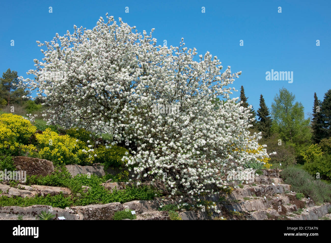 Juneberry, Serviceberry (Amelanchier ovalis), flowering tree. Stock Photo