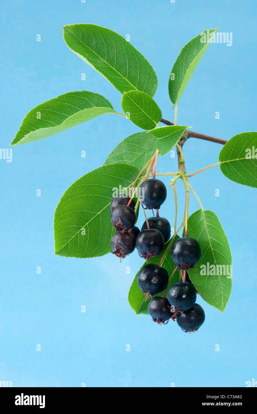 Thicket Shadbush, Low Juneberry (Amelanchier spicata), twig with berries. Studio picture against a blue background. Stock Photo