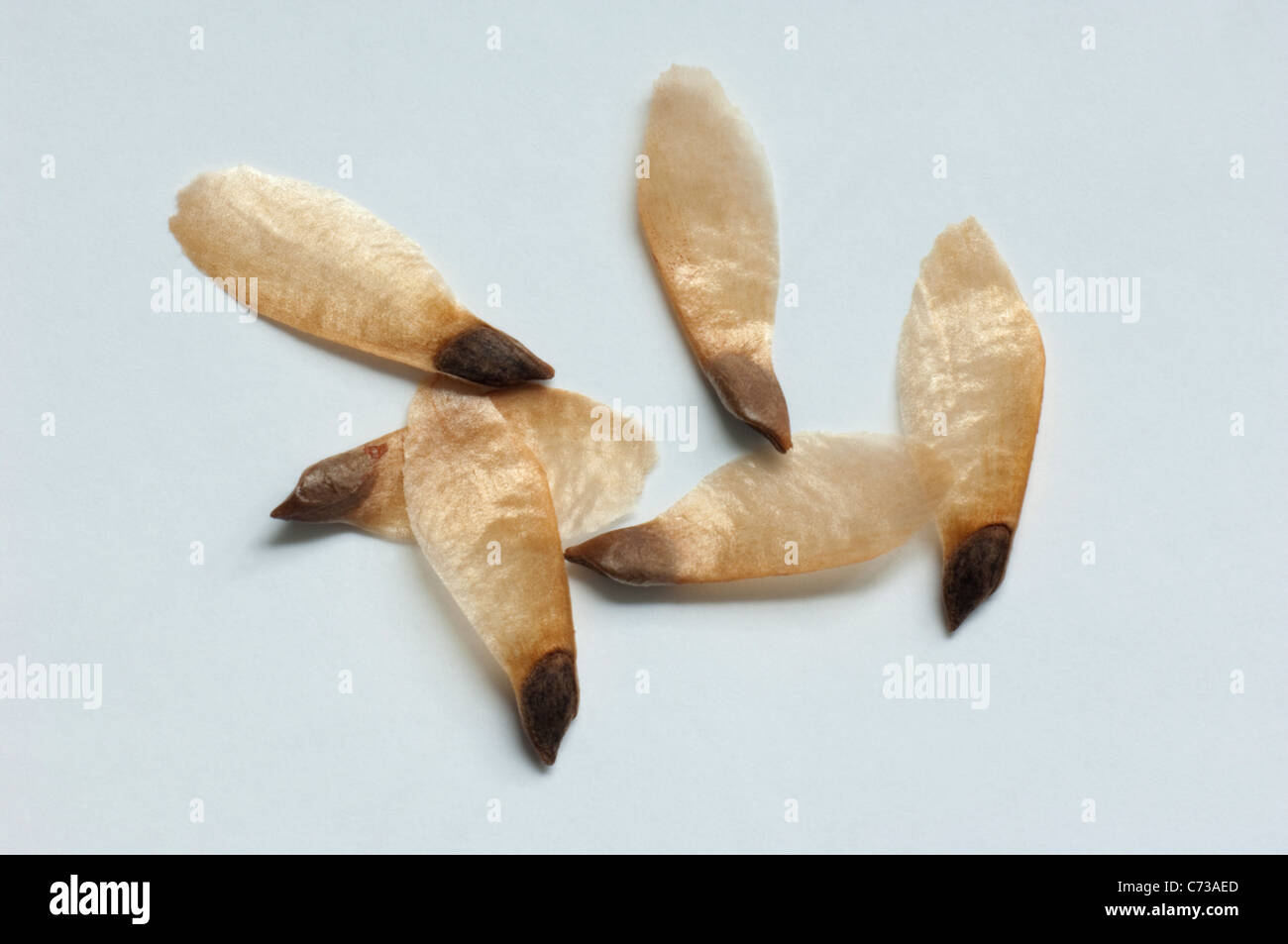 Common Spruce, Norway Spruce (Picea abies), seeds. Studio picture against a white background. Stock Photo