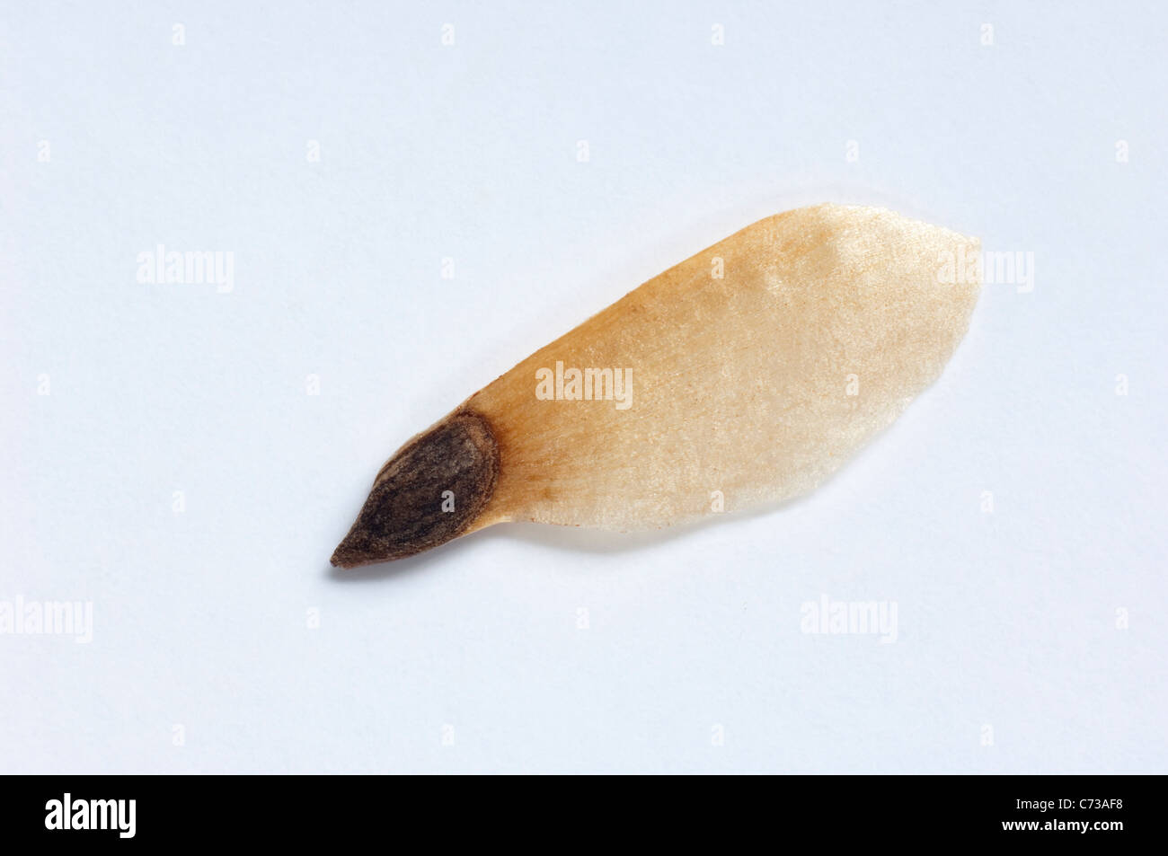 Common Spruce, Norway Spruce (Picea abies), seed. Studio picture against a white background. Stock Photo