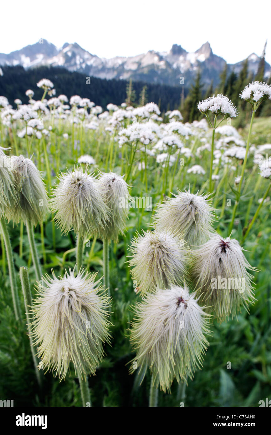 Meadow of western anemone wildflowers below Tatoosh Range, Mount Rainier National Park, Washington, Pierce County, USA Stock Photo