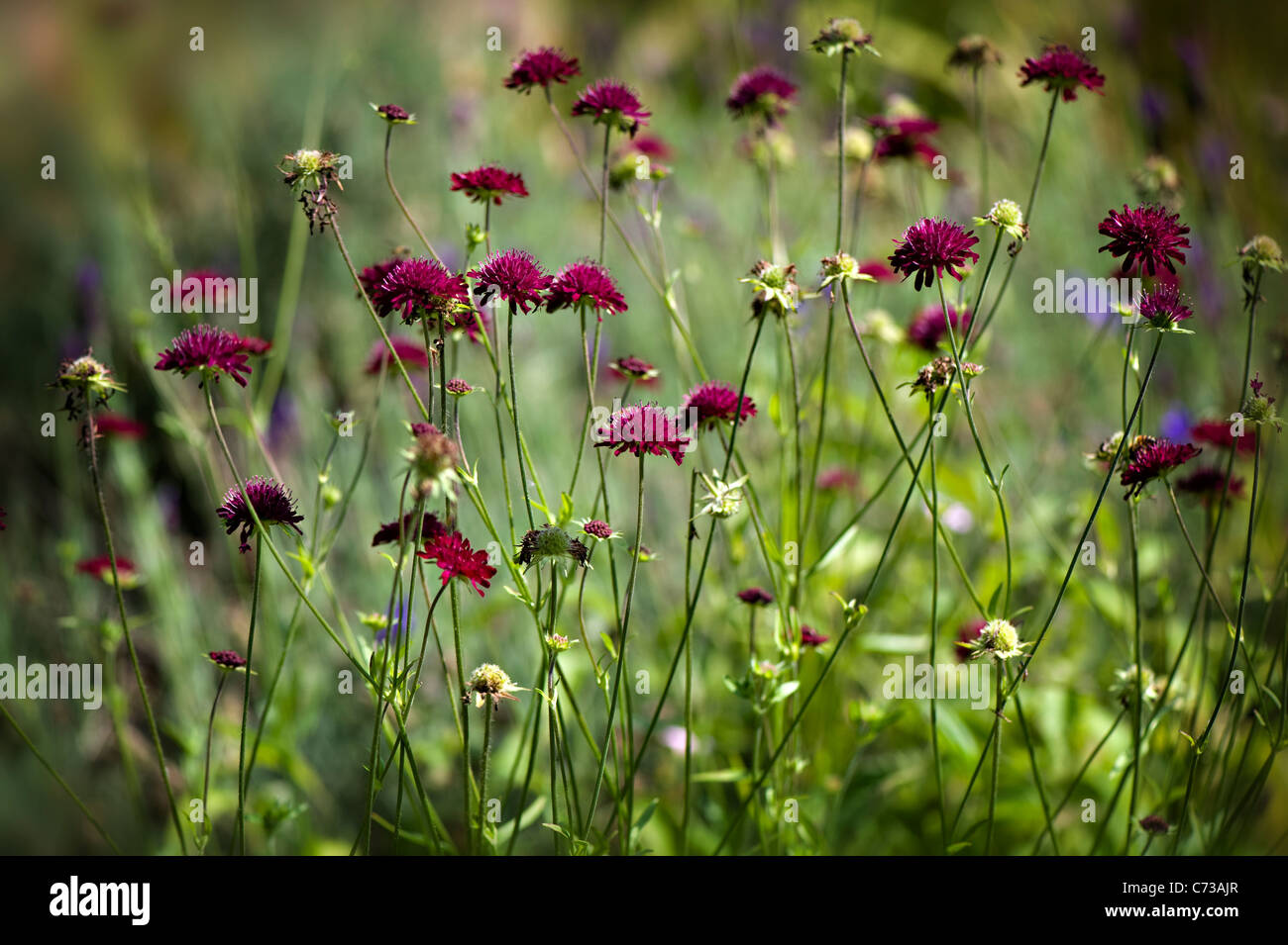 The delicate flowers of Scabiosa atropurpurea also known as the mourningbride or sweet scabious flower, taken against a soft background. Stock Photo