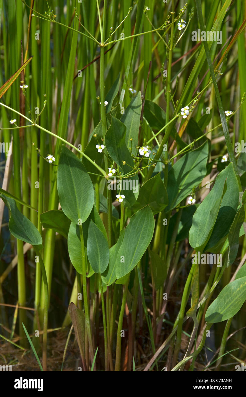 Water Plantain (Alisma plantago-aquatica), flowering plant. Stock Photo